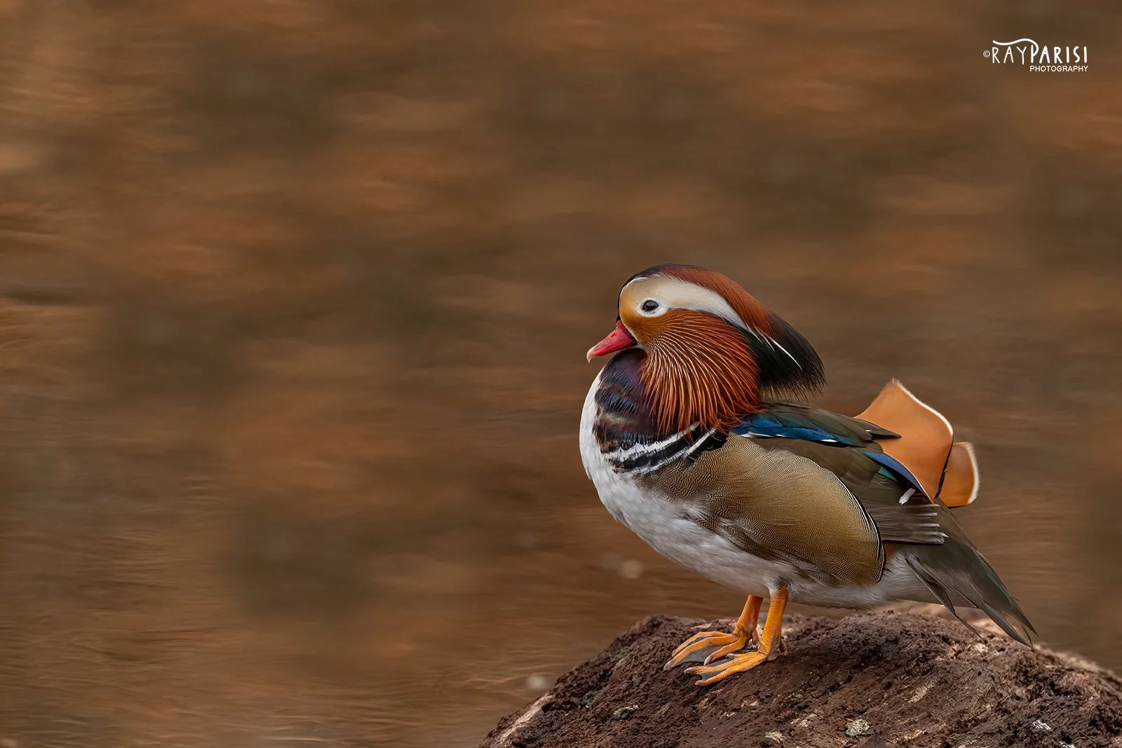 Mandarin on rock left 03a 12-19-21 W.jpg