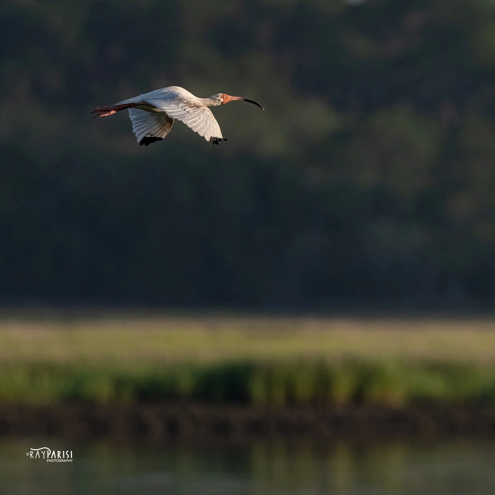 White ibis in flight 01b 6-7-22 SQ W.jpg