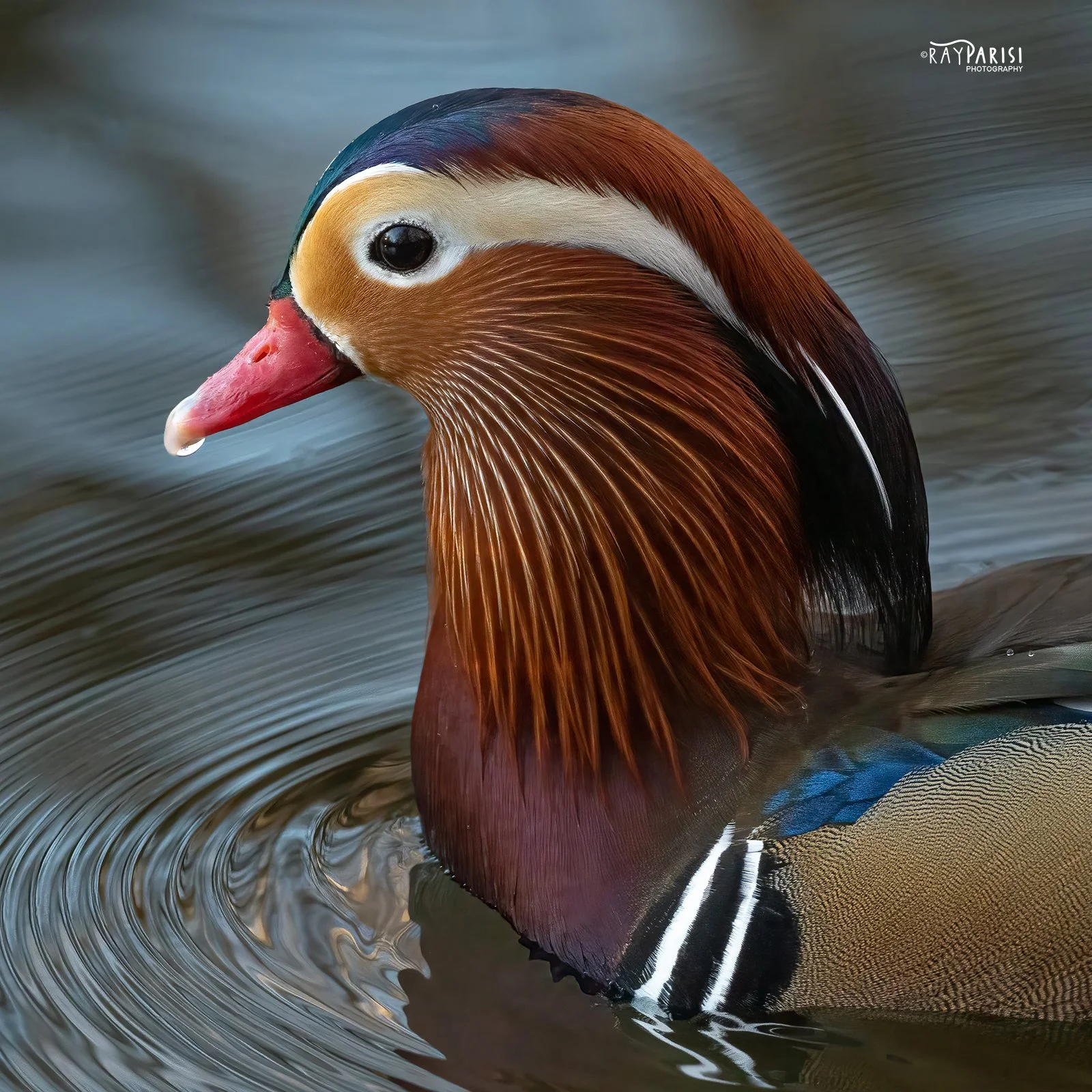Mandarin Profile Left 09b 12-13-21 SQ W.jpg