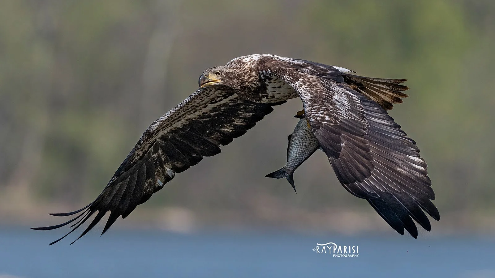 Juvenile with fish 04 4-20-21 W.jpg