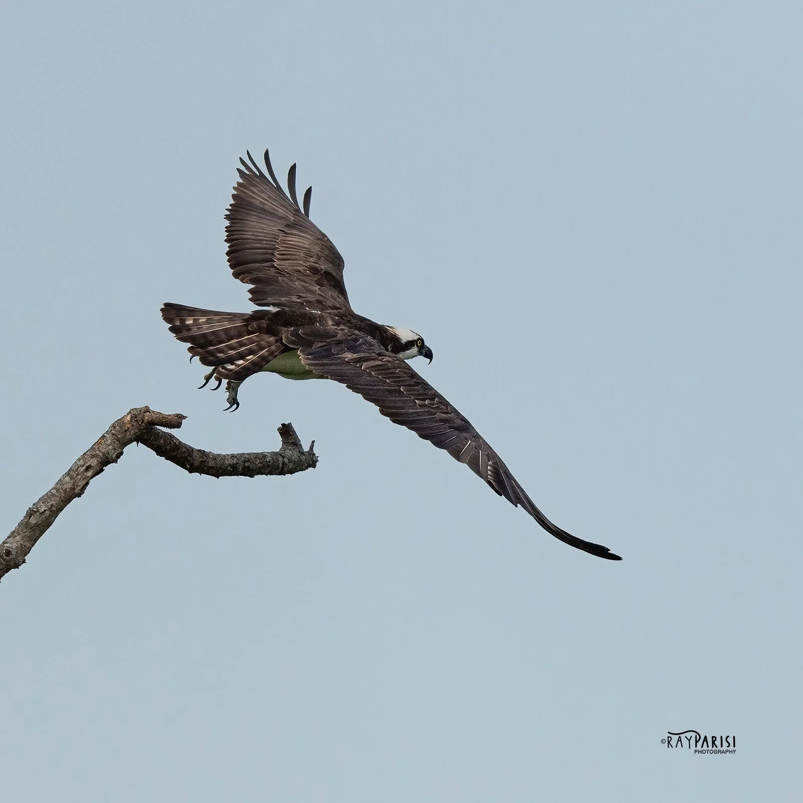 Taking off 01 8-2-21 SQ W.jpg