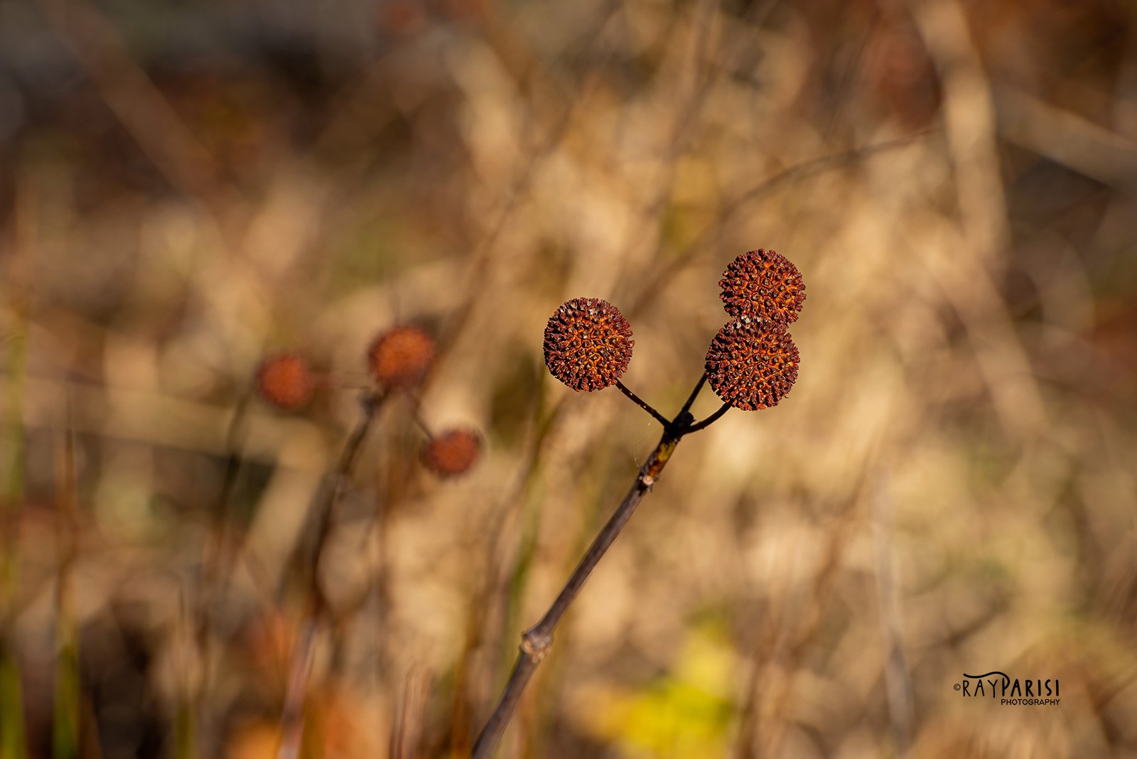 Trinity 01 11-2-14 W.jpg