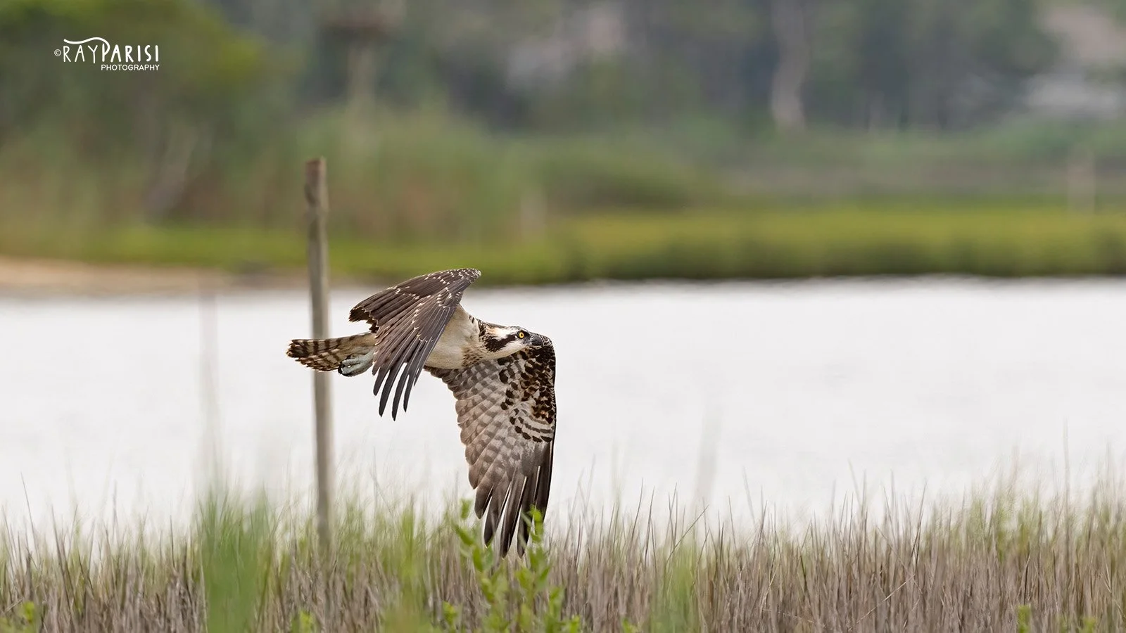 Gliding over marsh 01 8-1-21 W.jpg