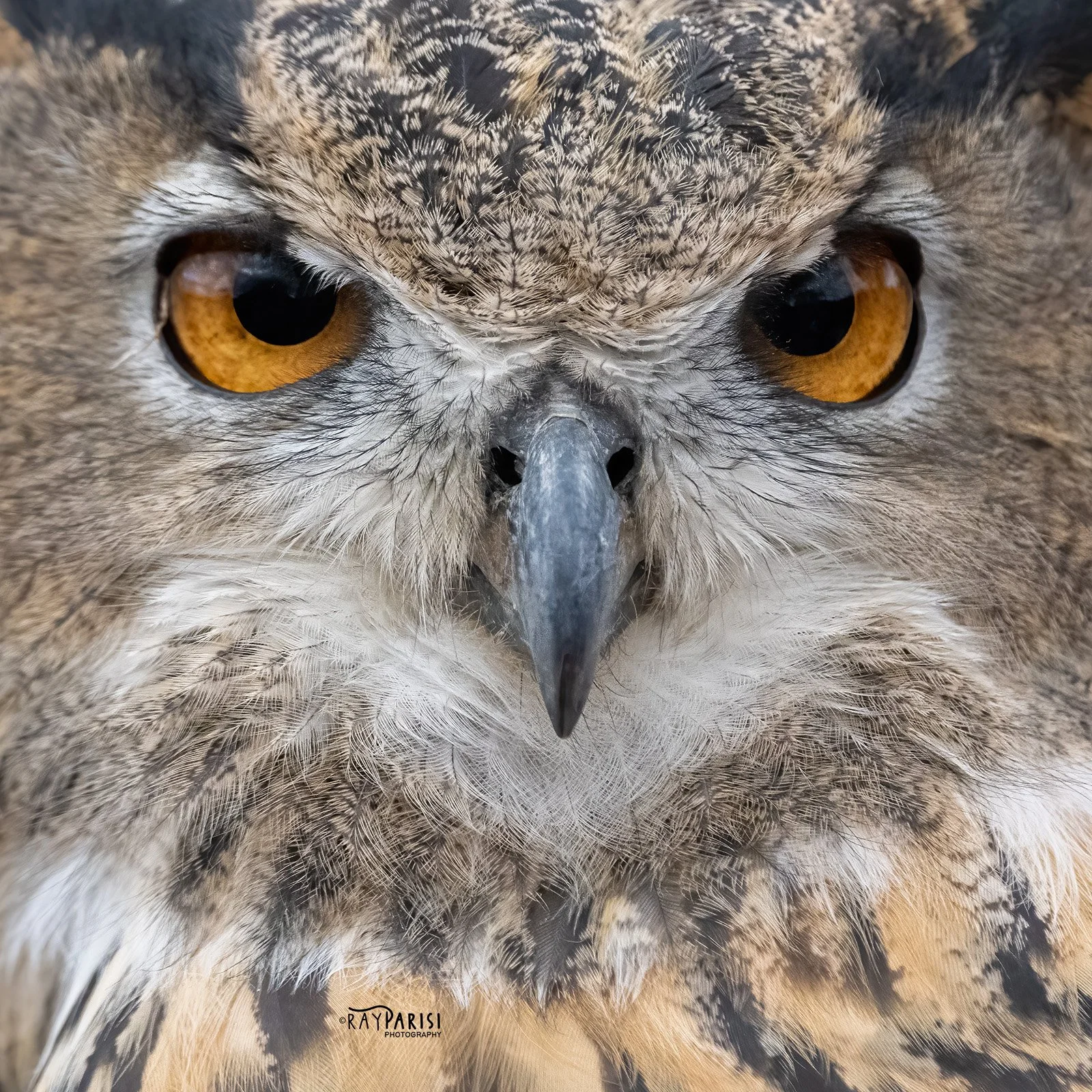 Great Horned Owl 01 11-13-22 SQ W.jpg