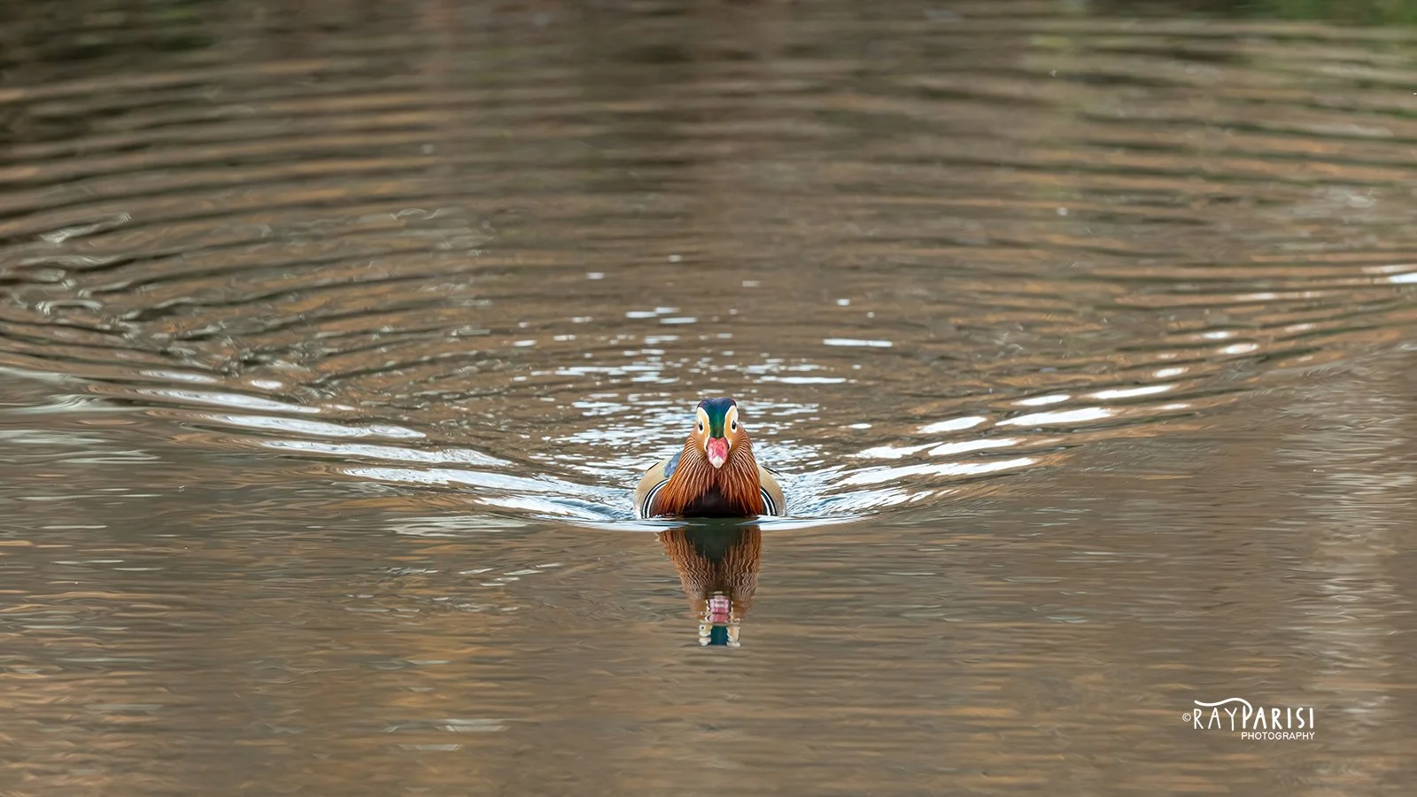 Mandarin Head-on 01 12-13-21 W.jpg