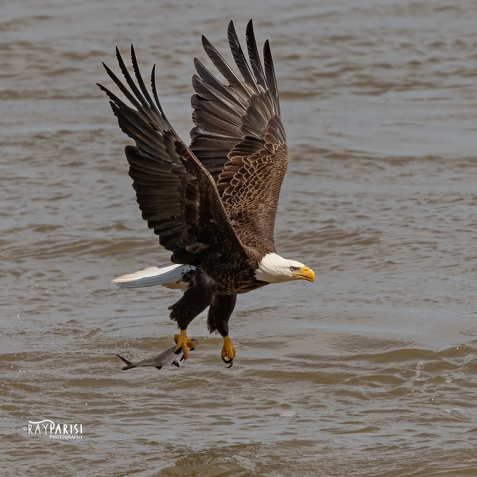 Eagle fishing 14 4-11-22 SQ W.jpg