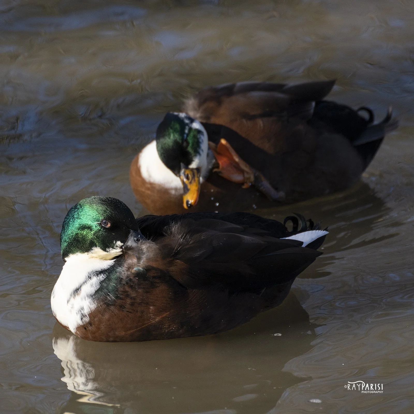 Evil Duck Eye 01 sm 1-10-21.jpg