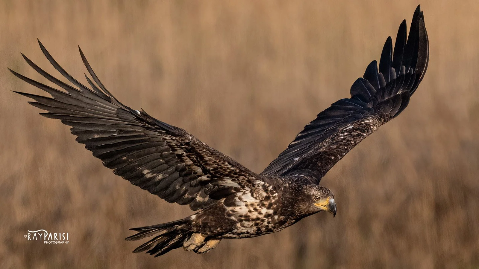 Juvi in flight 03 4-30-22 W.jpg