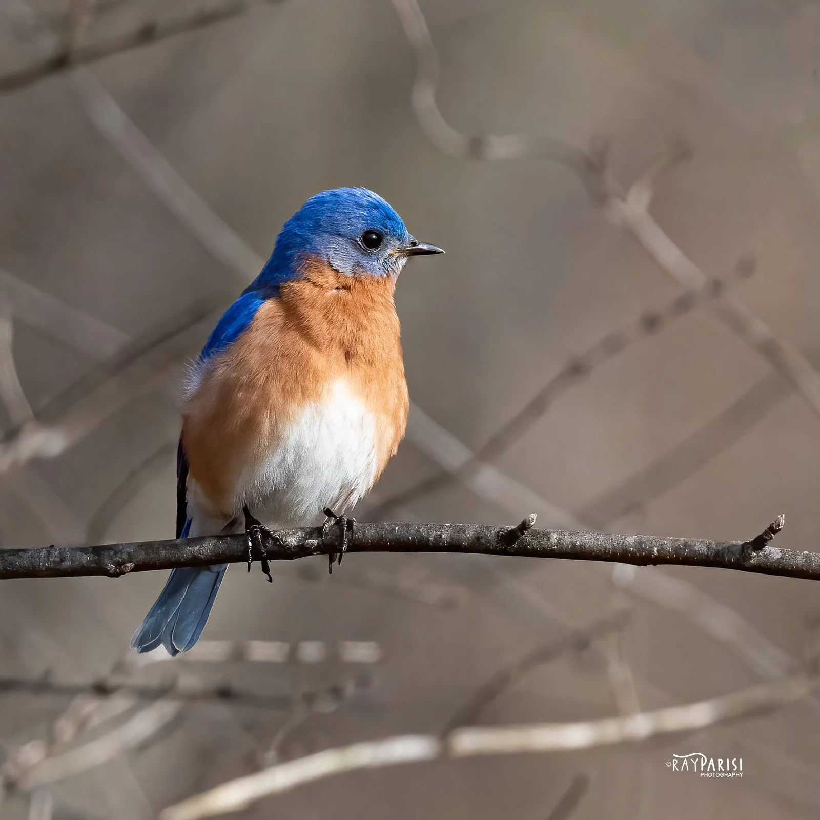 Bluebird 01 3-15-11 SQ W.jpg