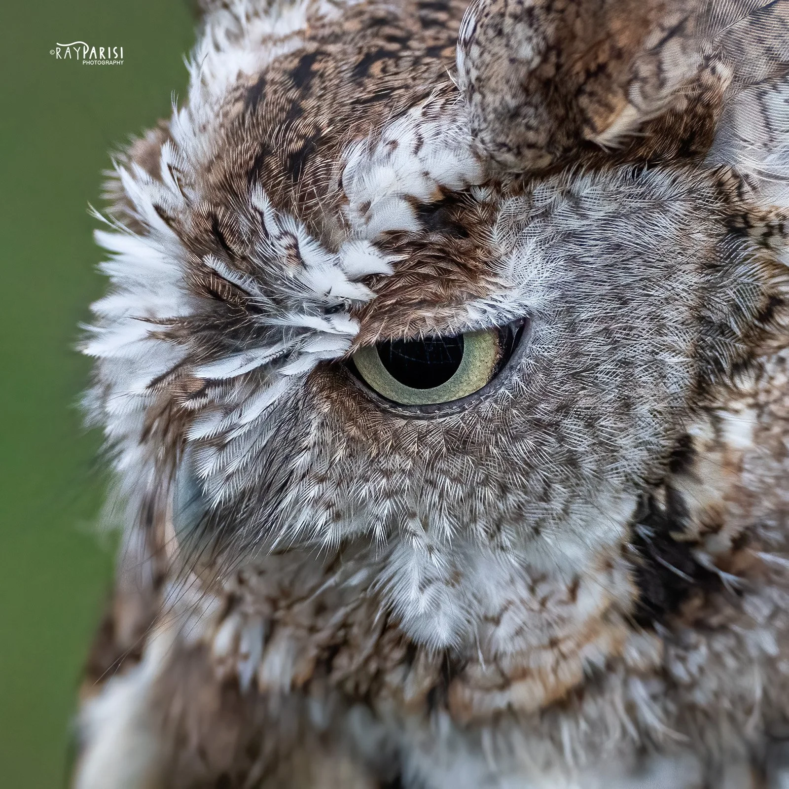 Screech Owl 03 11-13-22 SQ W.jpg