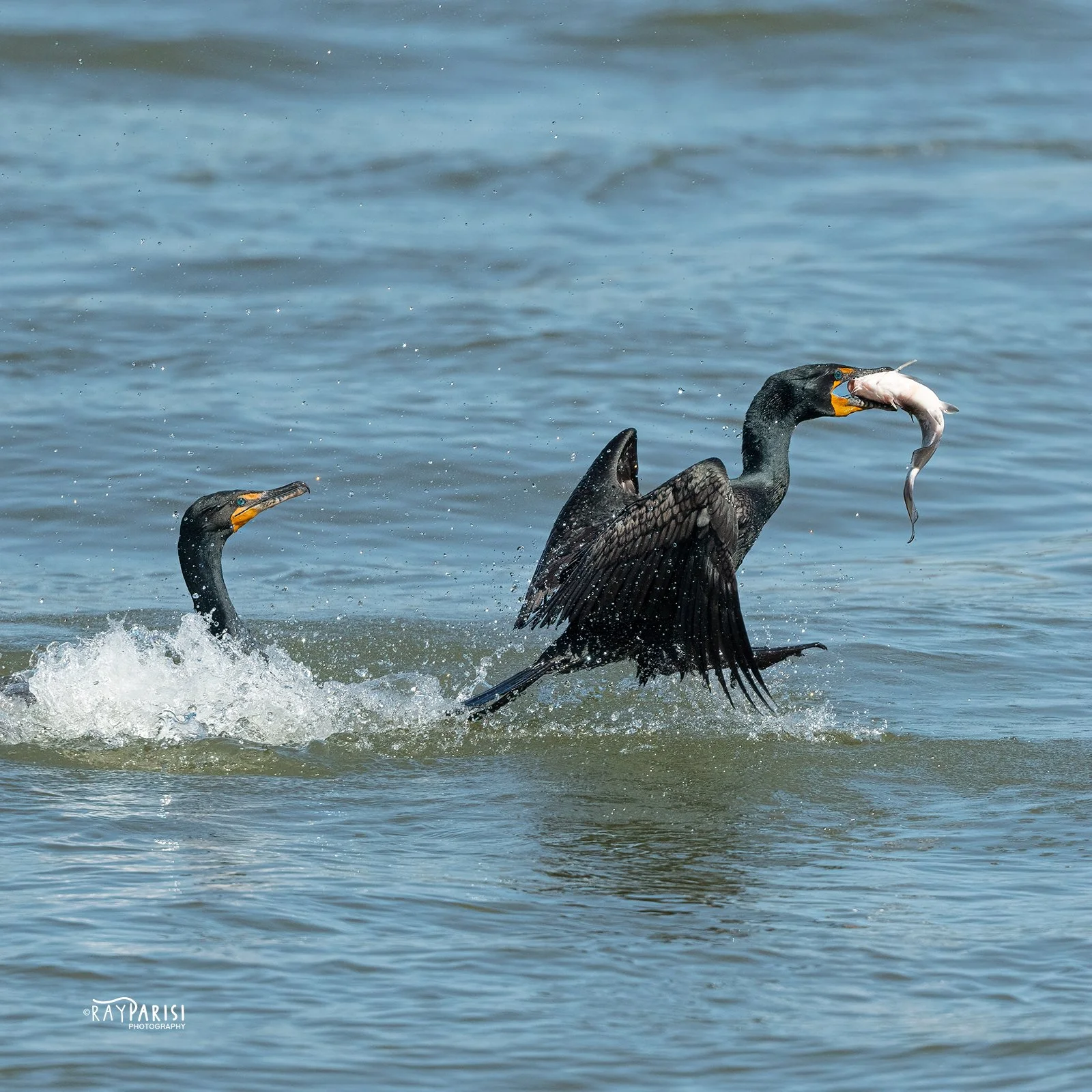 Cormorant Exchange 03 4-3-21 W SQ.jpg
