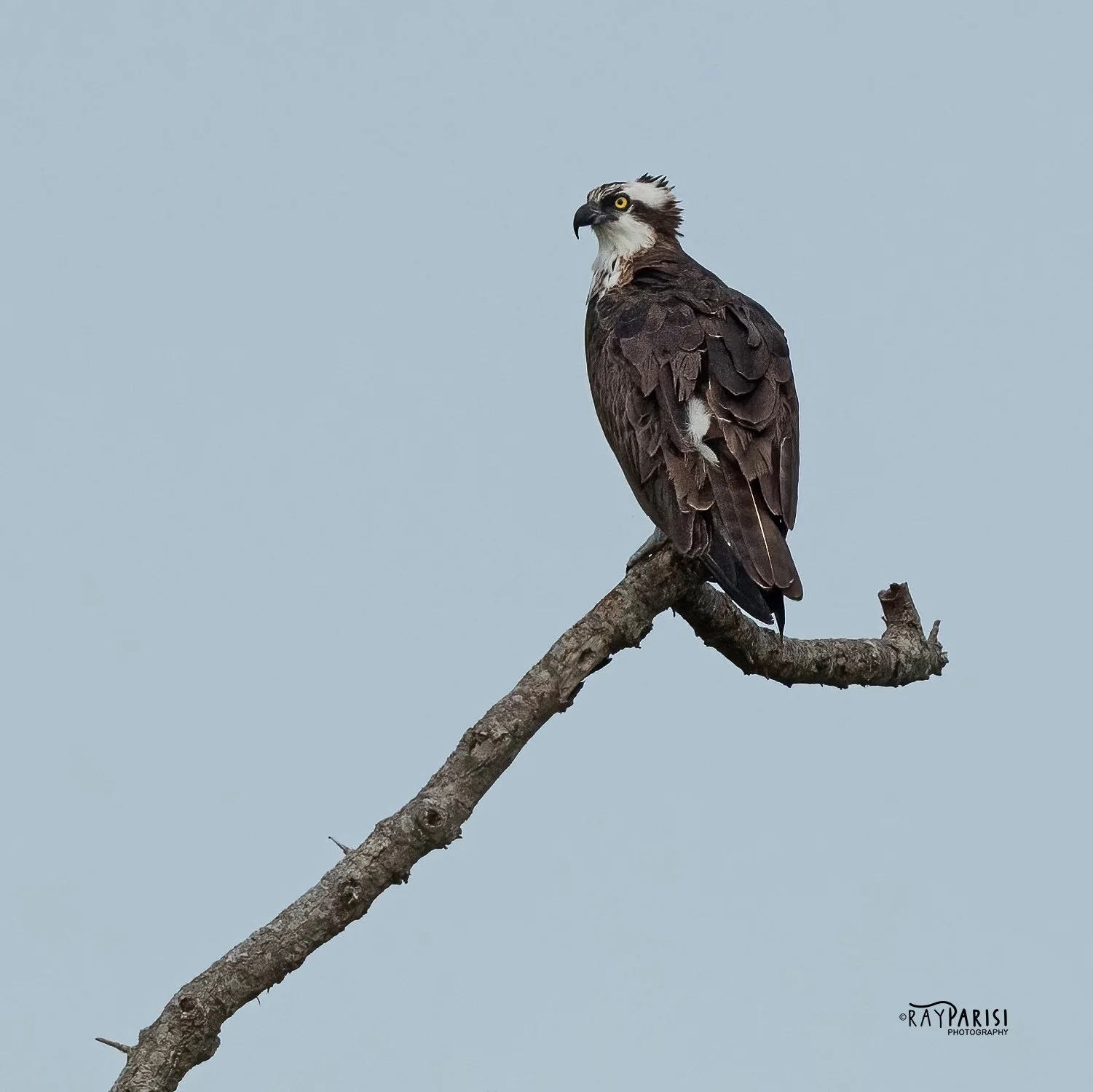 Perched on Tree 01 8-2-21  SQ W.jpg