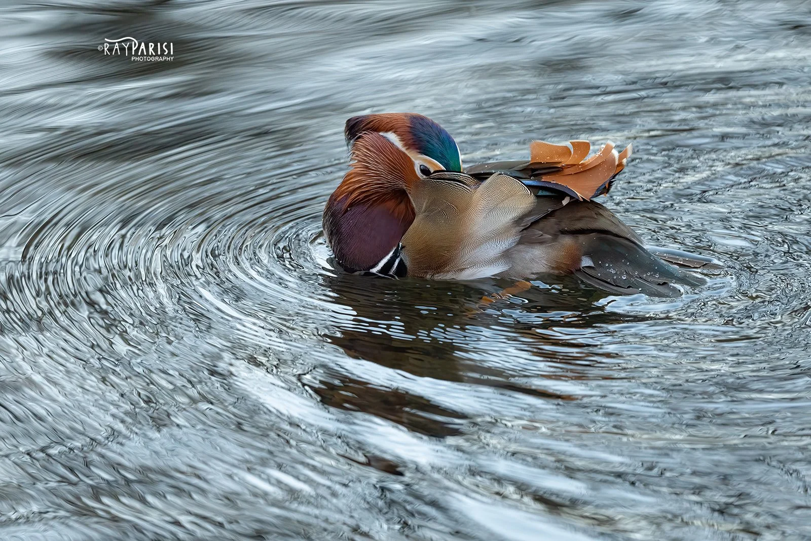 Mandarin Bashful 02 12-13-21 W.jpg
