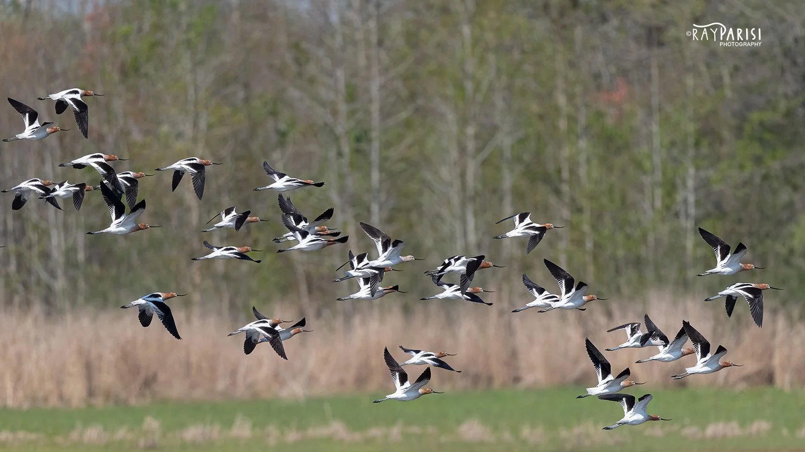 American Avocet 03 4-27-22 W.jpg