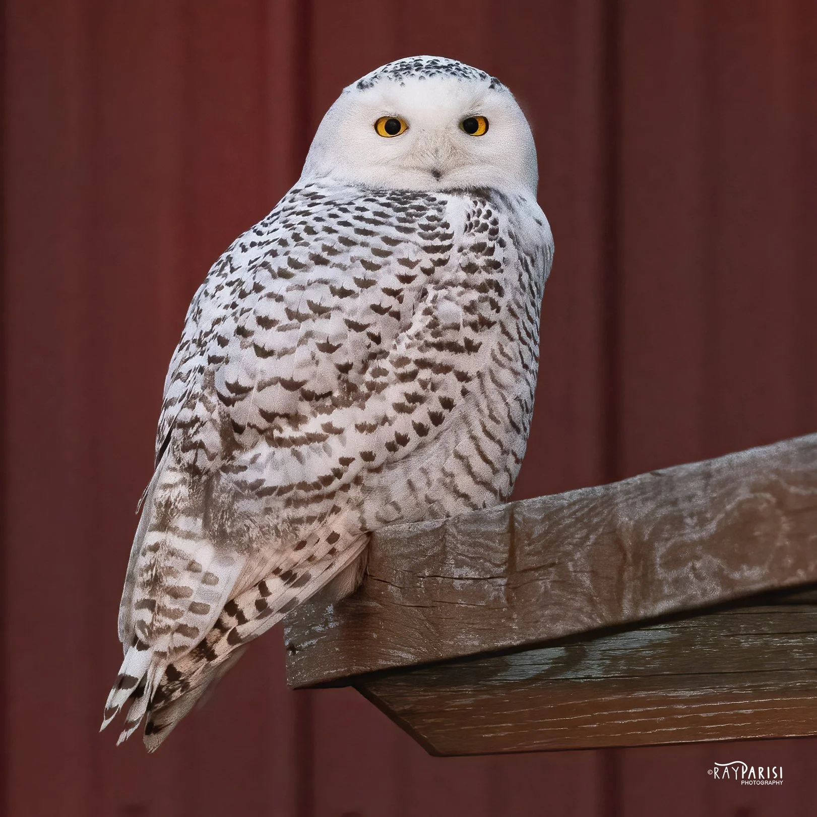 Snowy Owl Red Front 10b 2-12-22 W.jpg