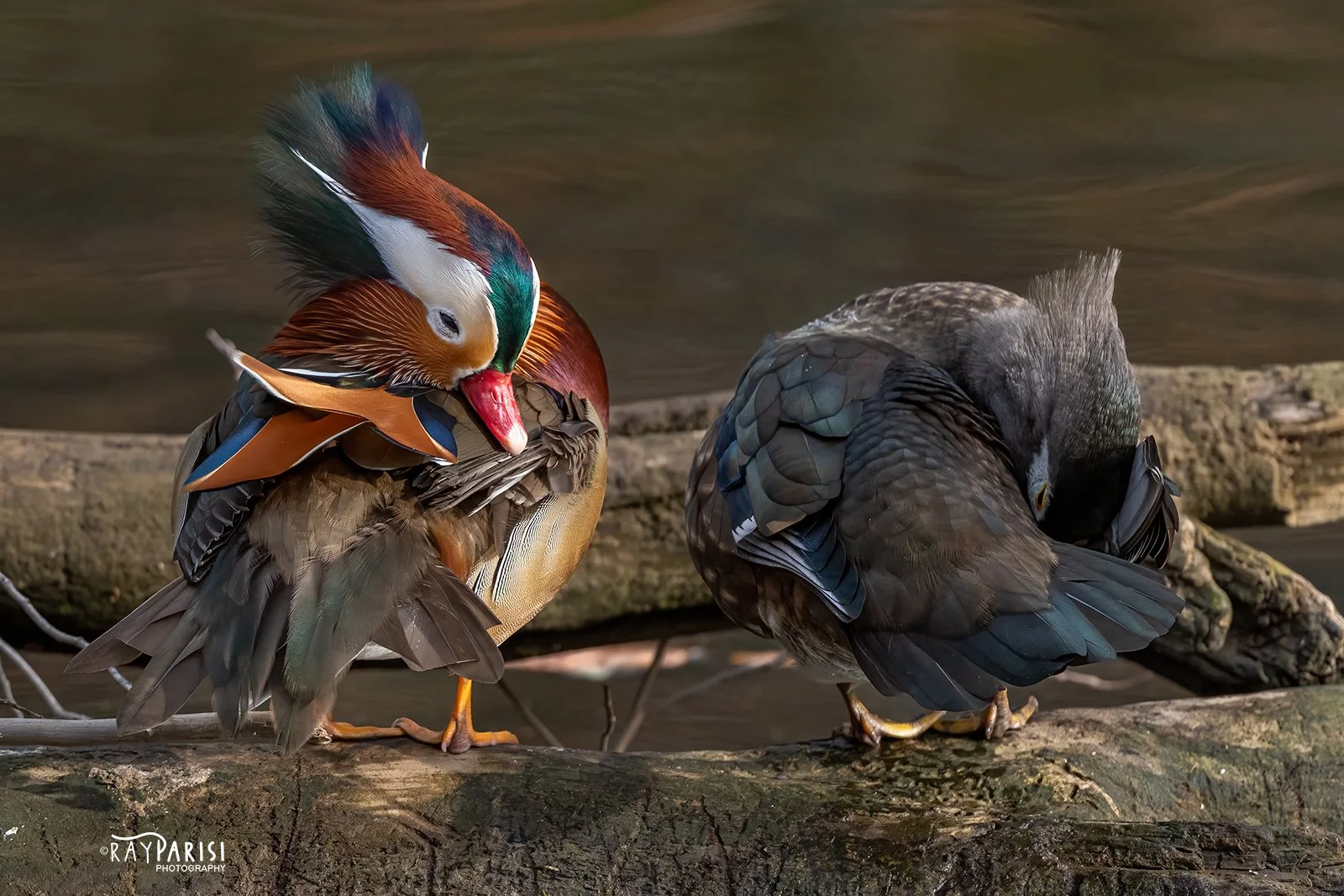Grooming 01 12-19-21 W.jpg