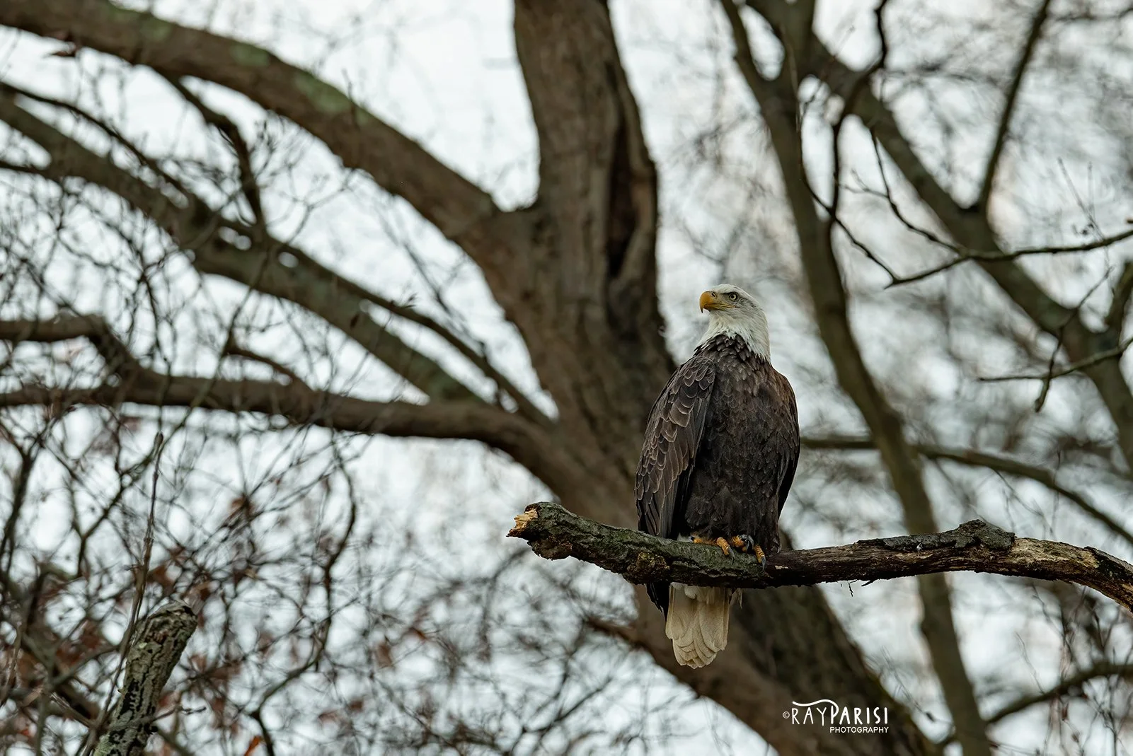 Eagle Perched 11-26-19 W.jpg