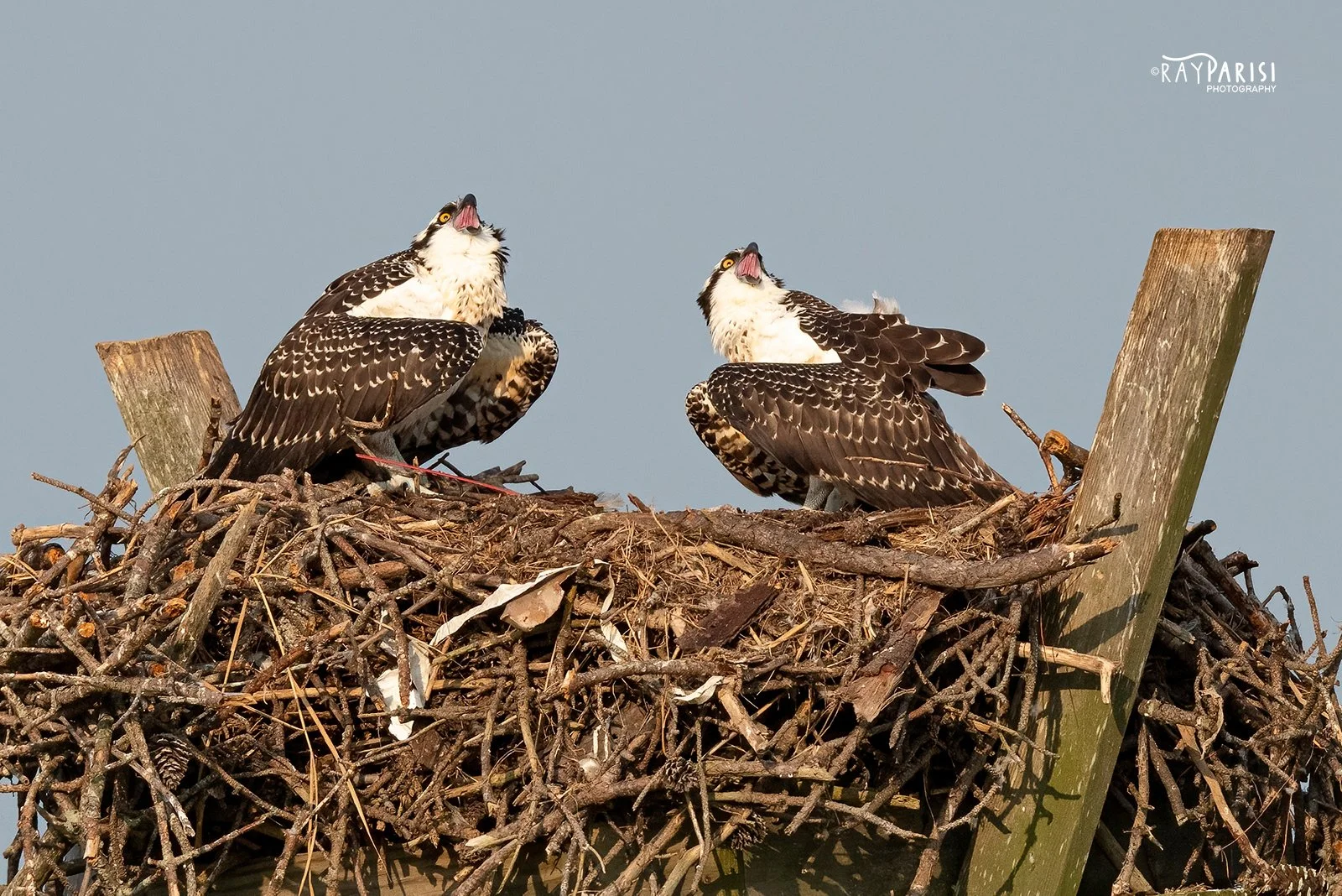 Two Fledglings in nest 06 8-02-21 WL.jpg