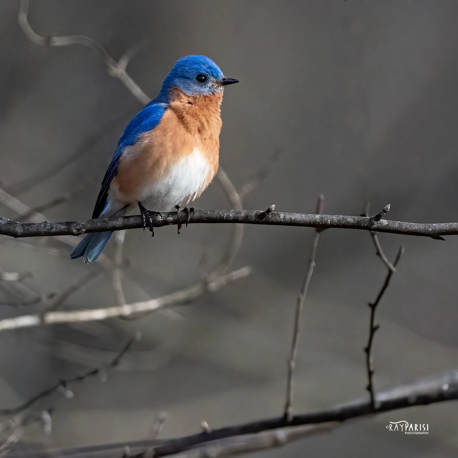 Bluebird 03 3-15-11 SQ W.jpg