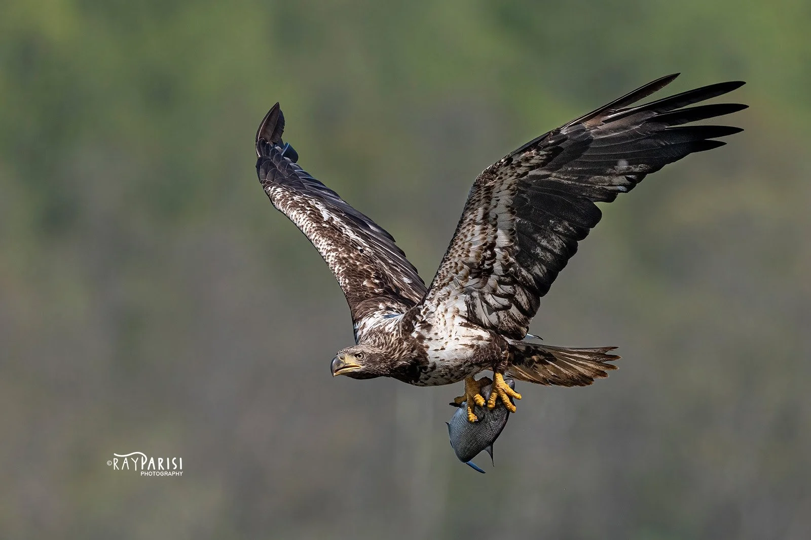 Juvenile with fish 02b 4-20-21 W.jpg