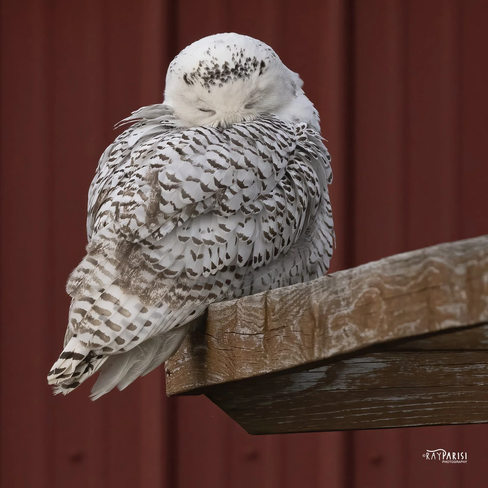 Snowy Owl Red Groom 05b 2-12-22 W.jpg