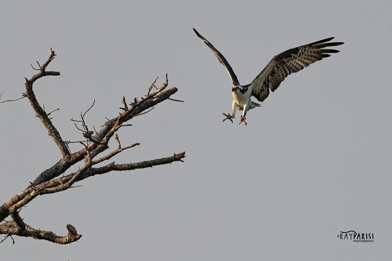 Landing in tree 02b 8-2-21 W.jpg