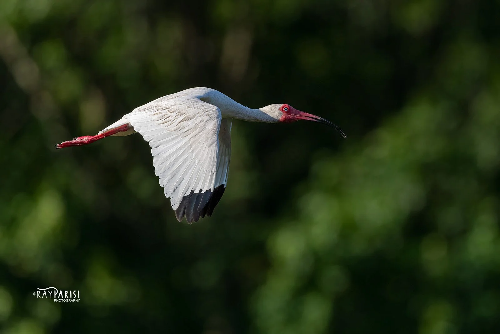 White ibis in flight 03a 6-7-22 W.jpg