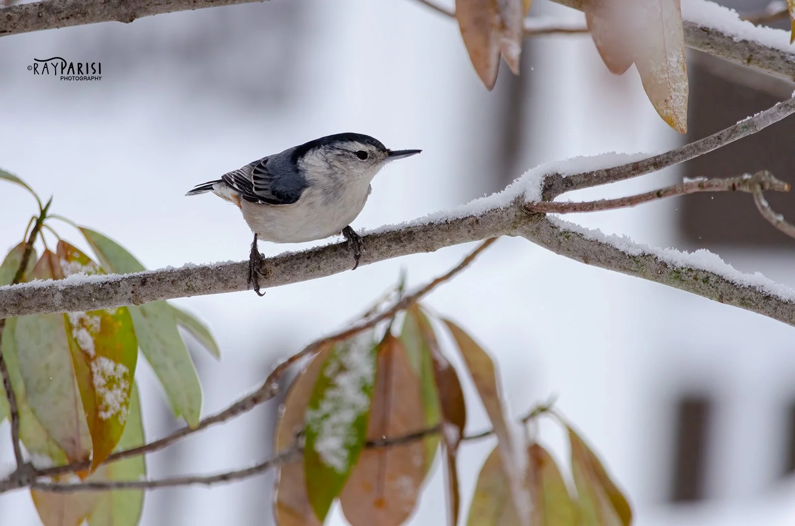 Nuthatch 01 12-19-13 W.jpg