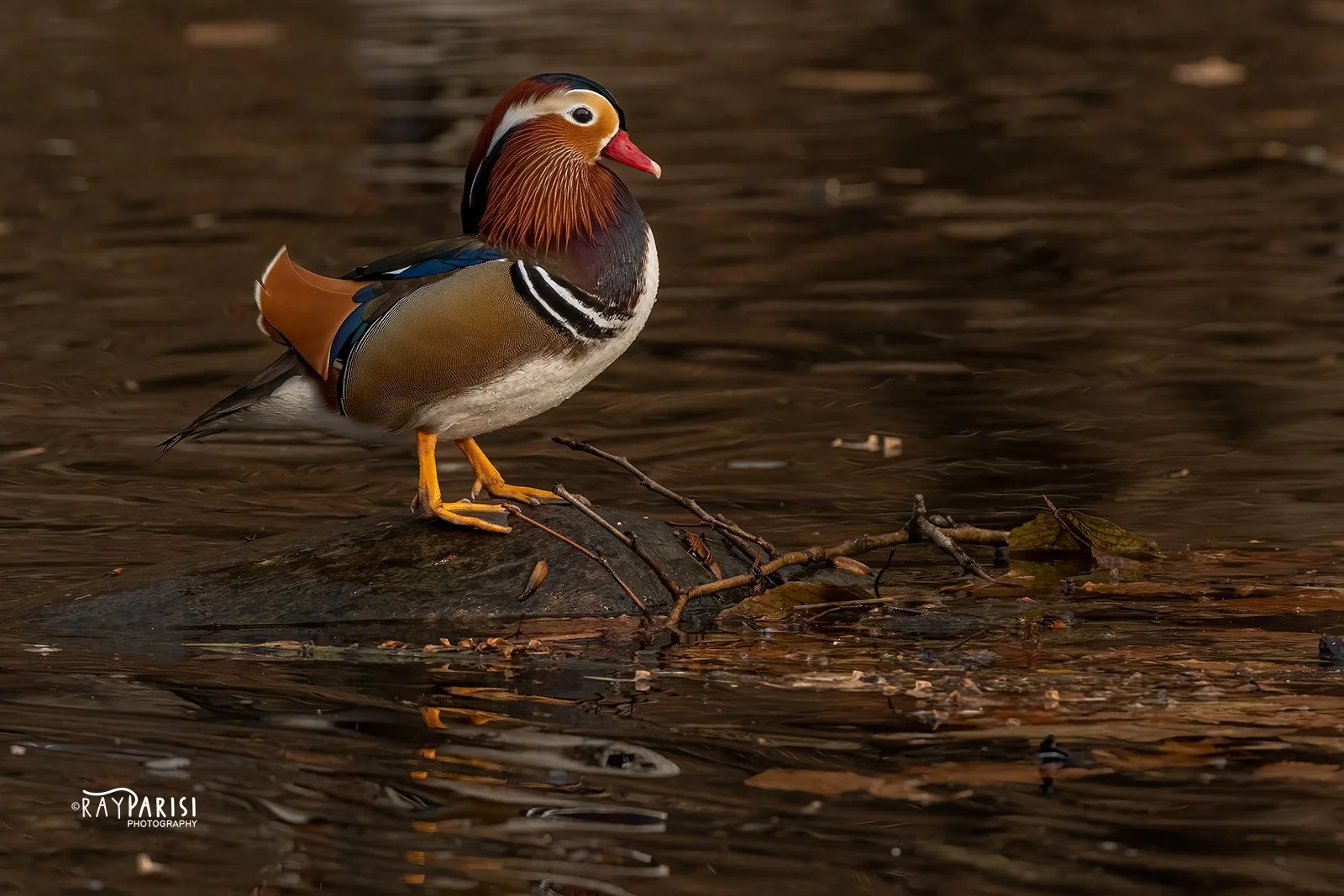 Mandarin on rock right 02 12-19-21 W.jpg