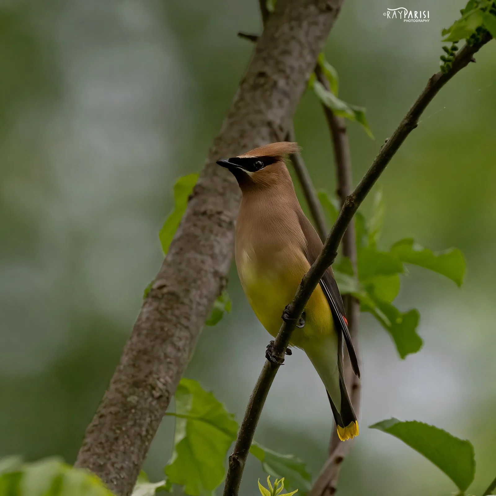 Cedar Waxwing 03 5-23-22 W.jpg