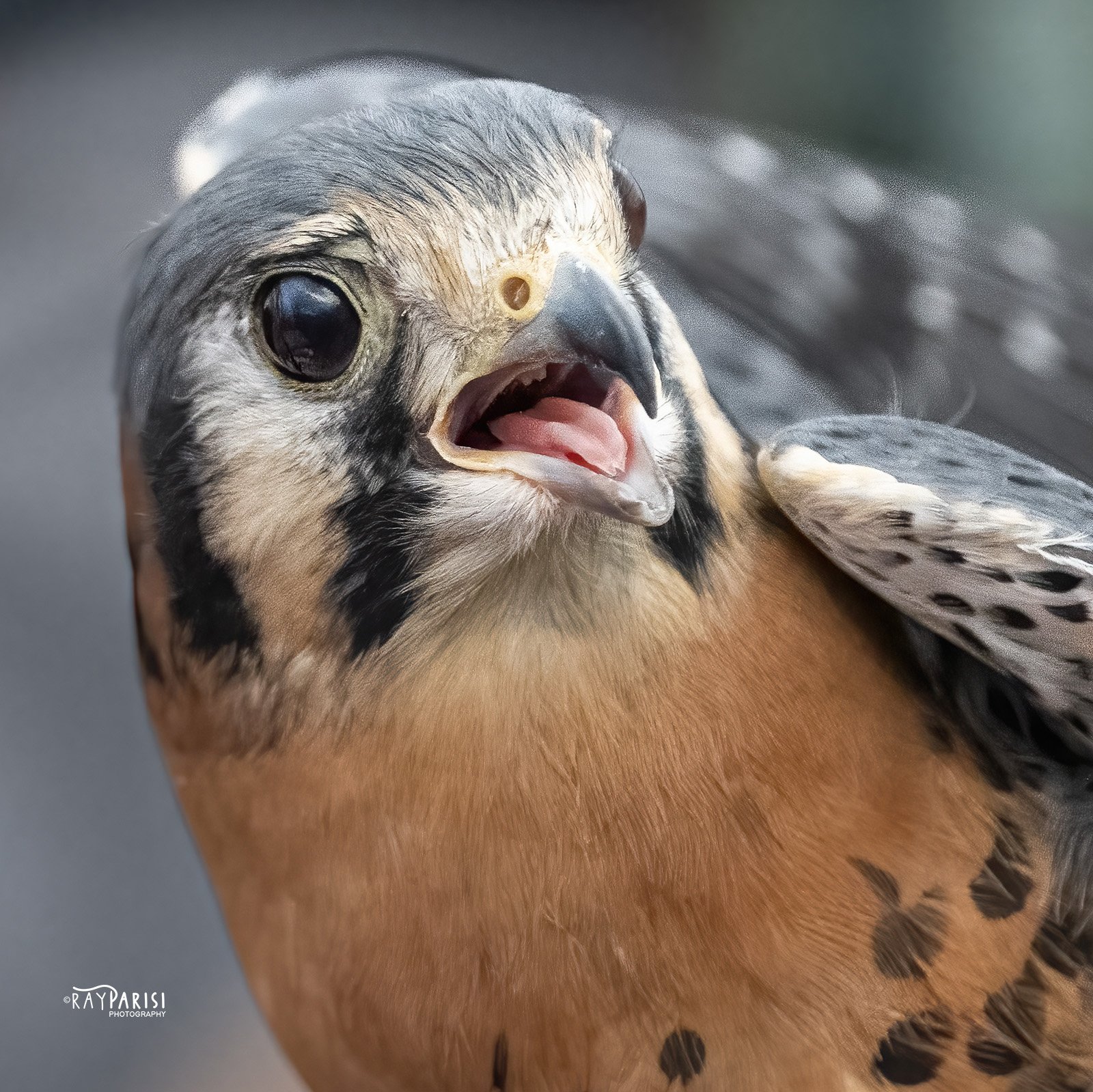 Falcon handler 02b 11-13-22 SQ W.jpg