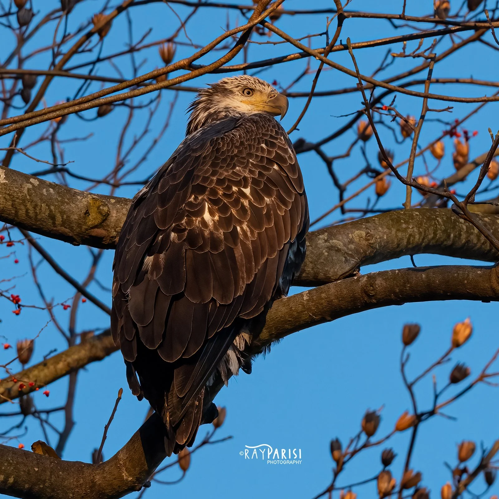 Juvi Perched 01 12-3-21 W.jpg