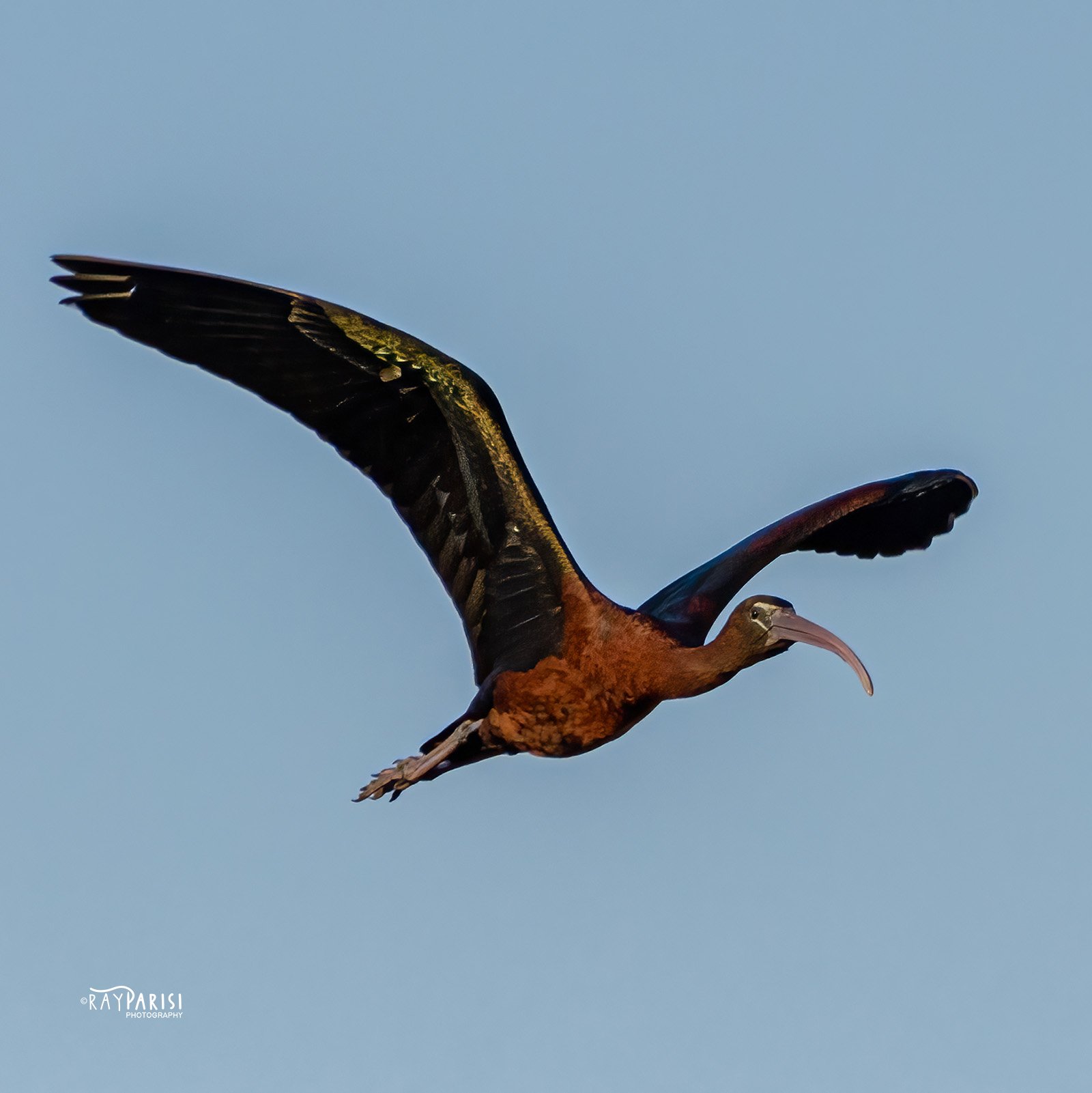 Glossy Ibis W.jpg
