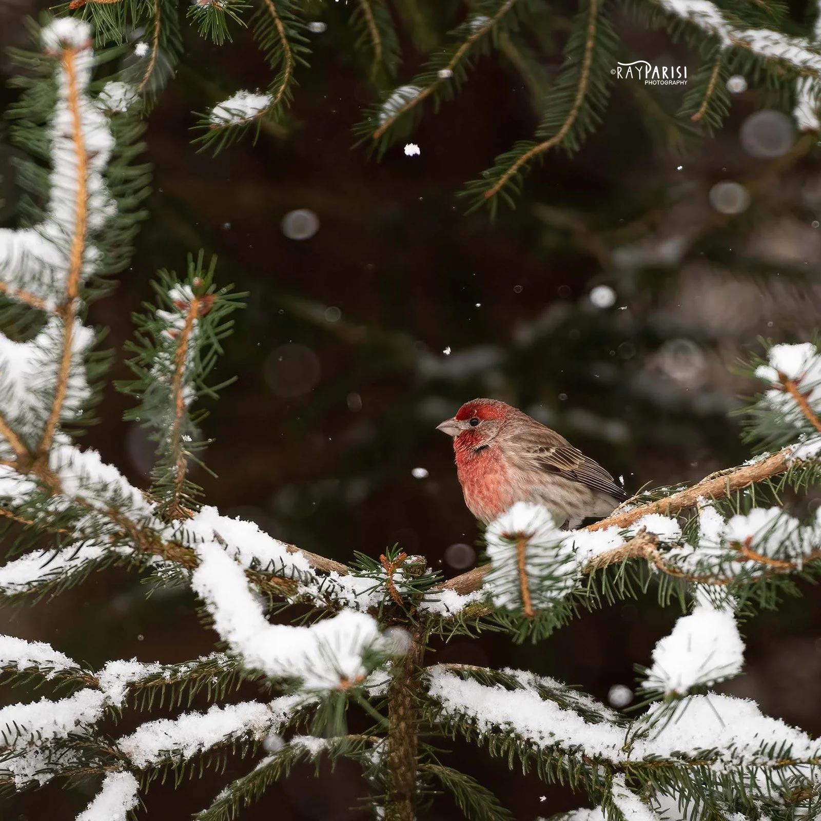 Finch 01 2-13-22 SQ W.jpg