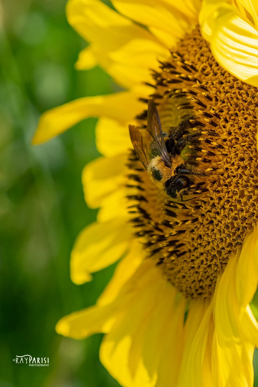 Bumblebee 01 8-2-22 W.jpg