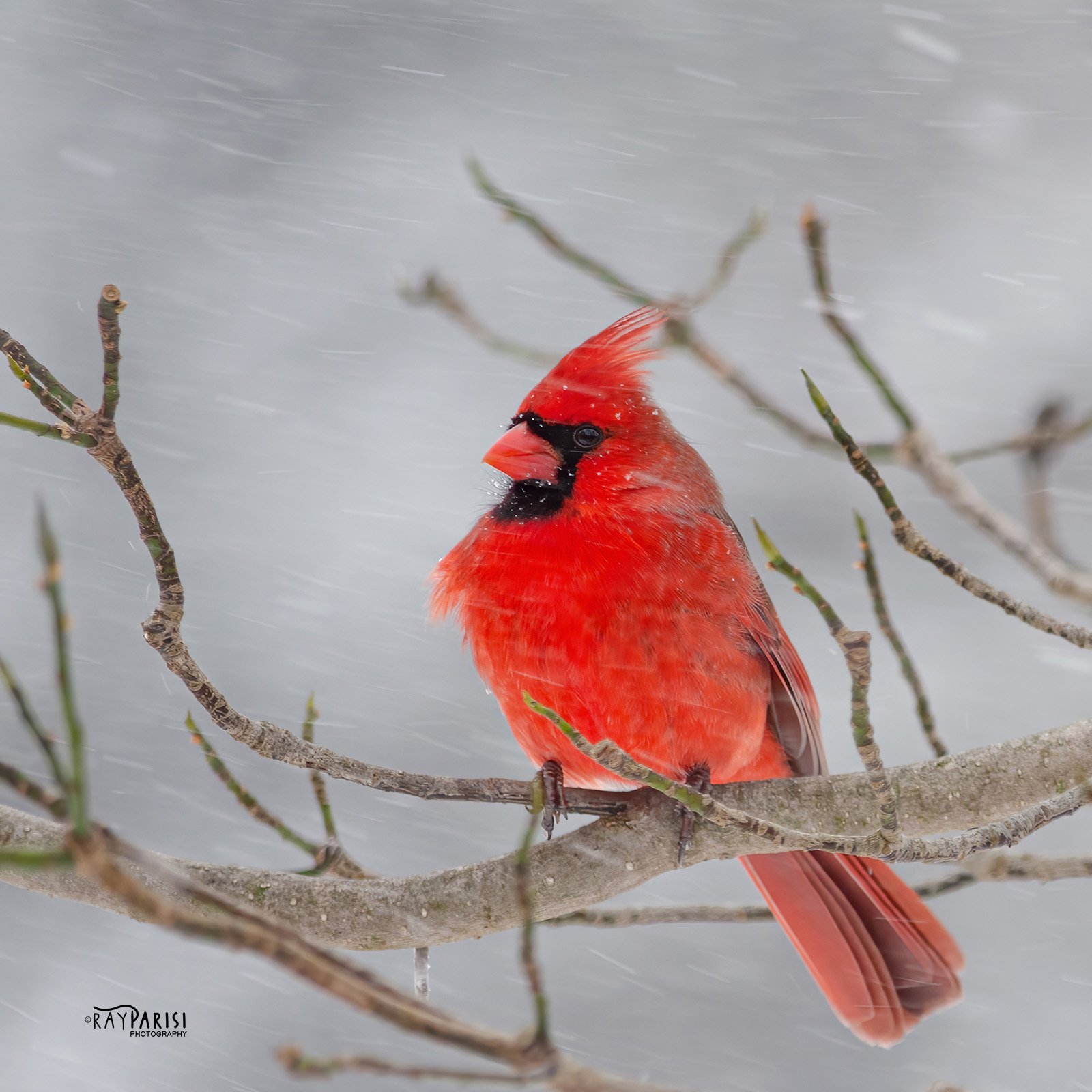 Northern Cardinal 01 1-21-14 W.jpg