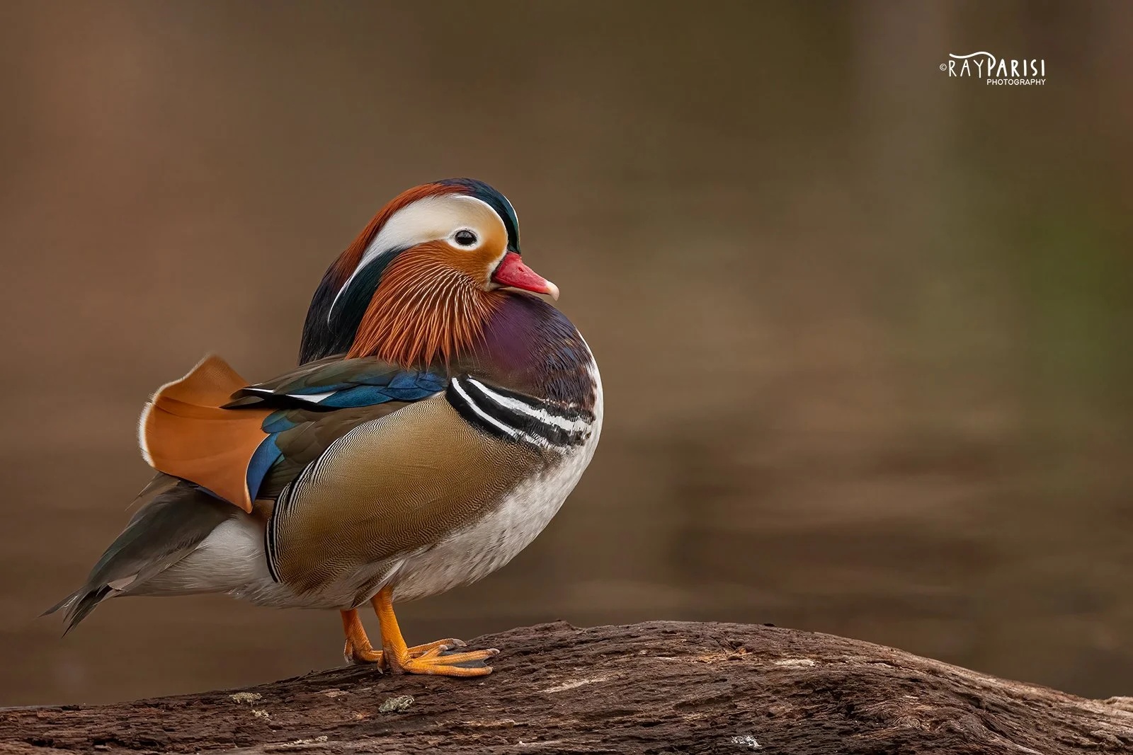 Mandarin on log right 04b 12-19-21 W.jpg