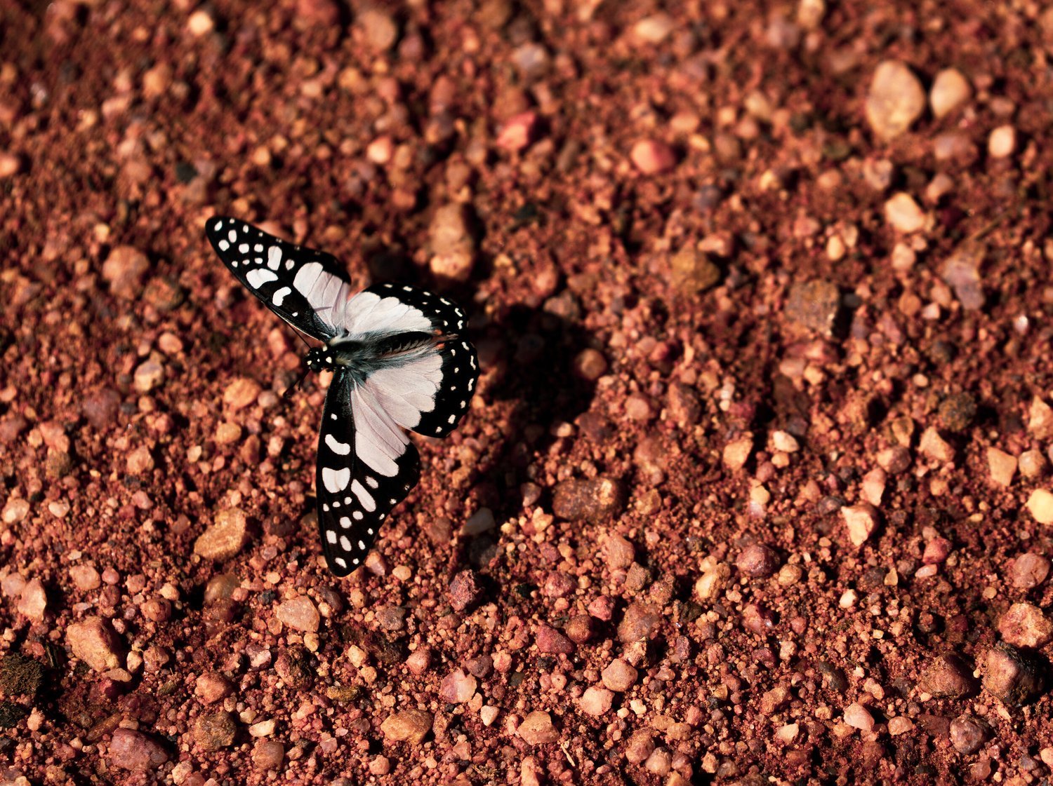 butterfly5.jpeg