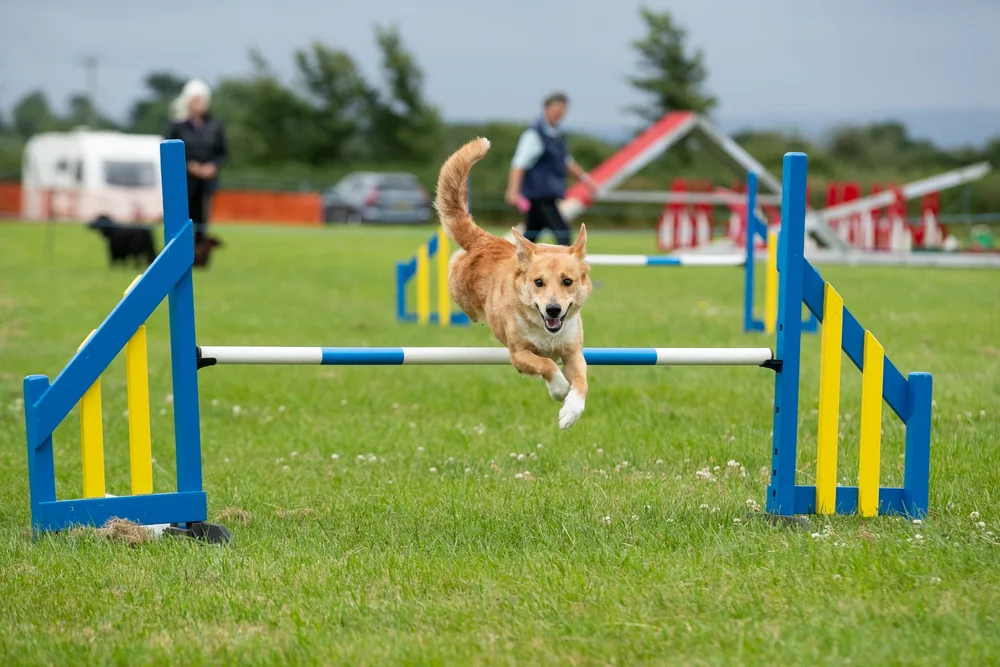 Tuffley Championship Agility Show — Megan Williams