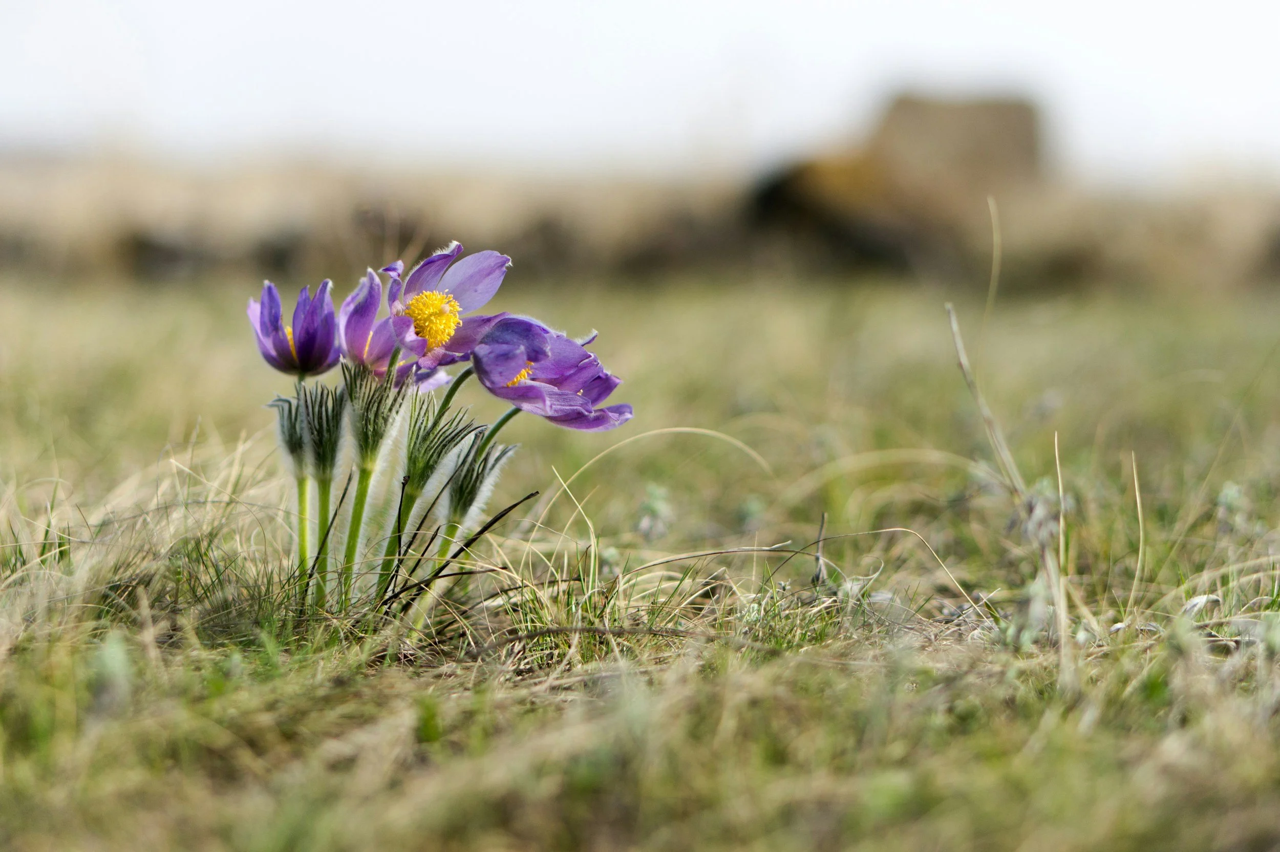 A cluster of purple flowers with yellow centers growing in a grassy field.