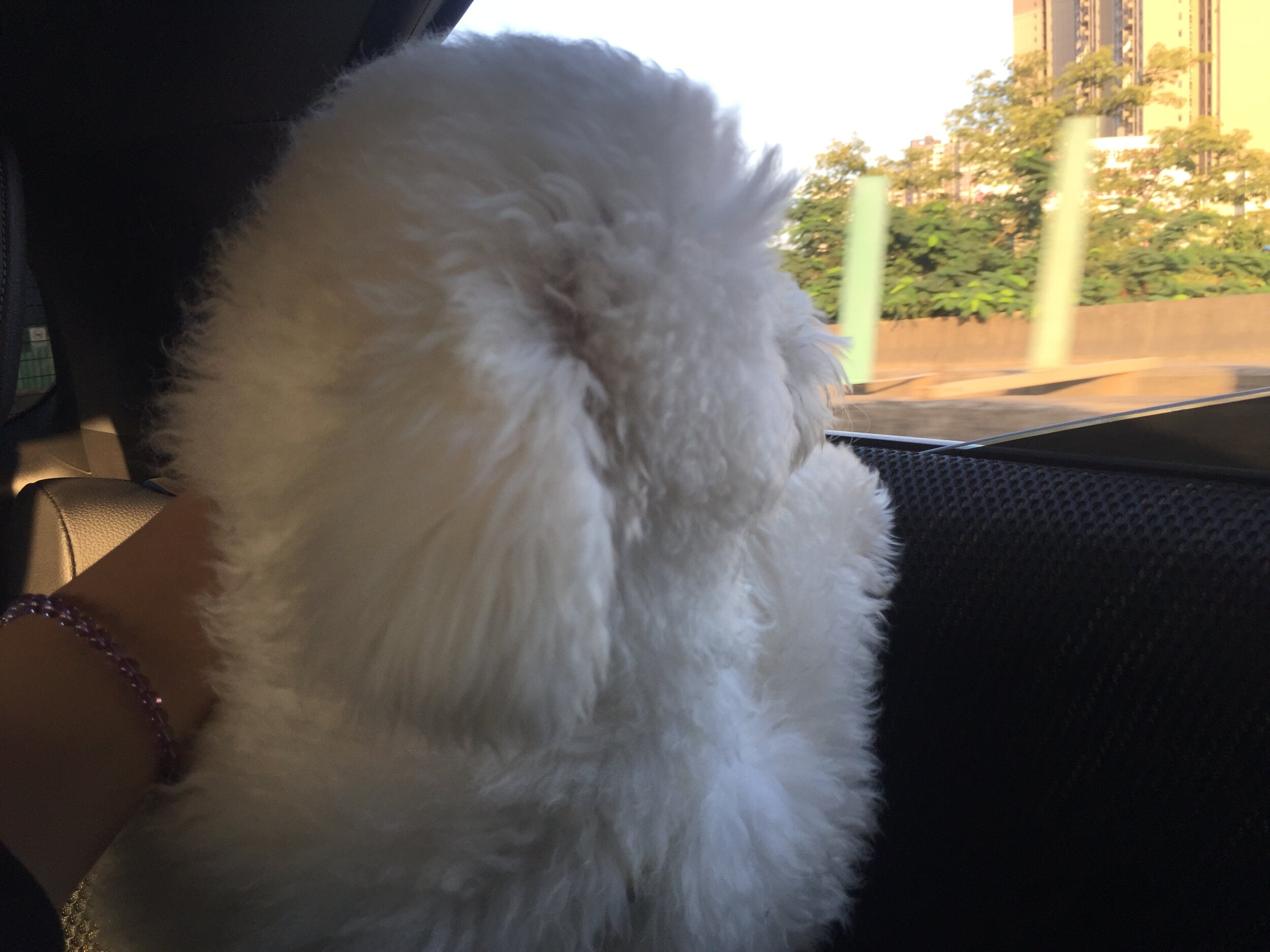 Biscuit loves going out for a drive!