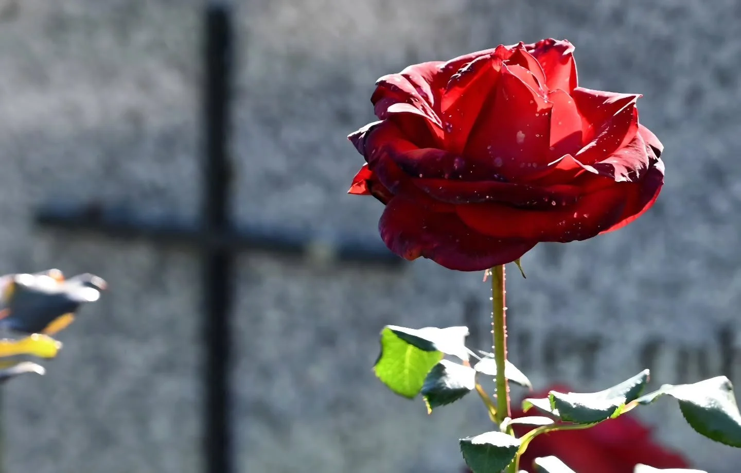 1 november 

Eventjes de tijd nemen, stilstaan, bezinnen, bij onze geliefden die er niet meer zijn. 🌹