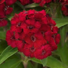 Raspberry Dart Dianthus