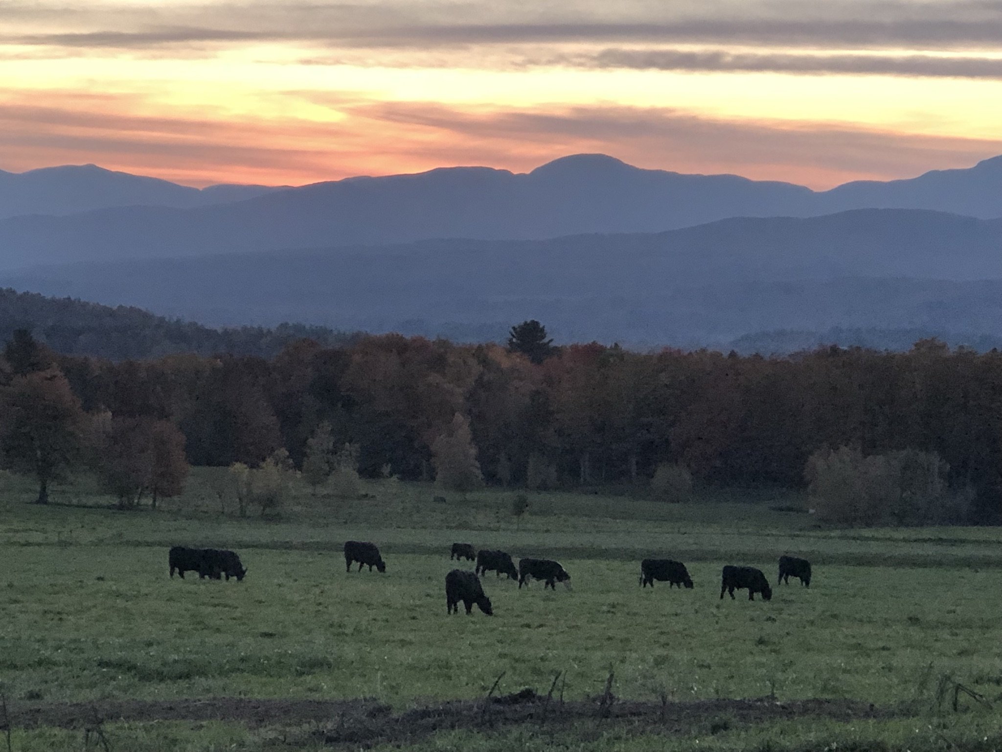 1- landscape cows.jpeg