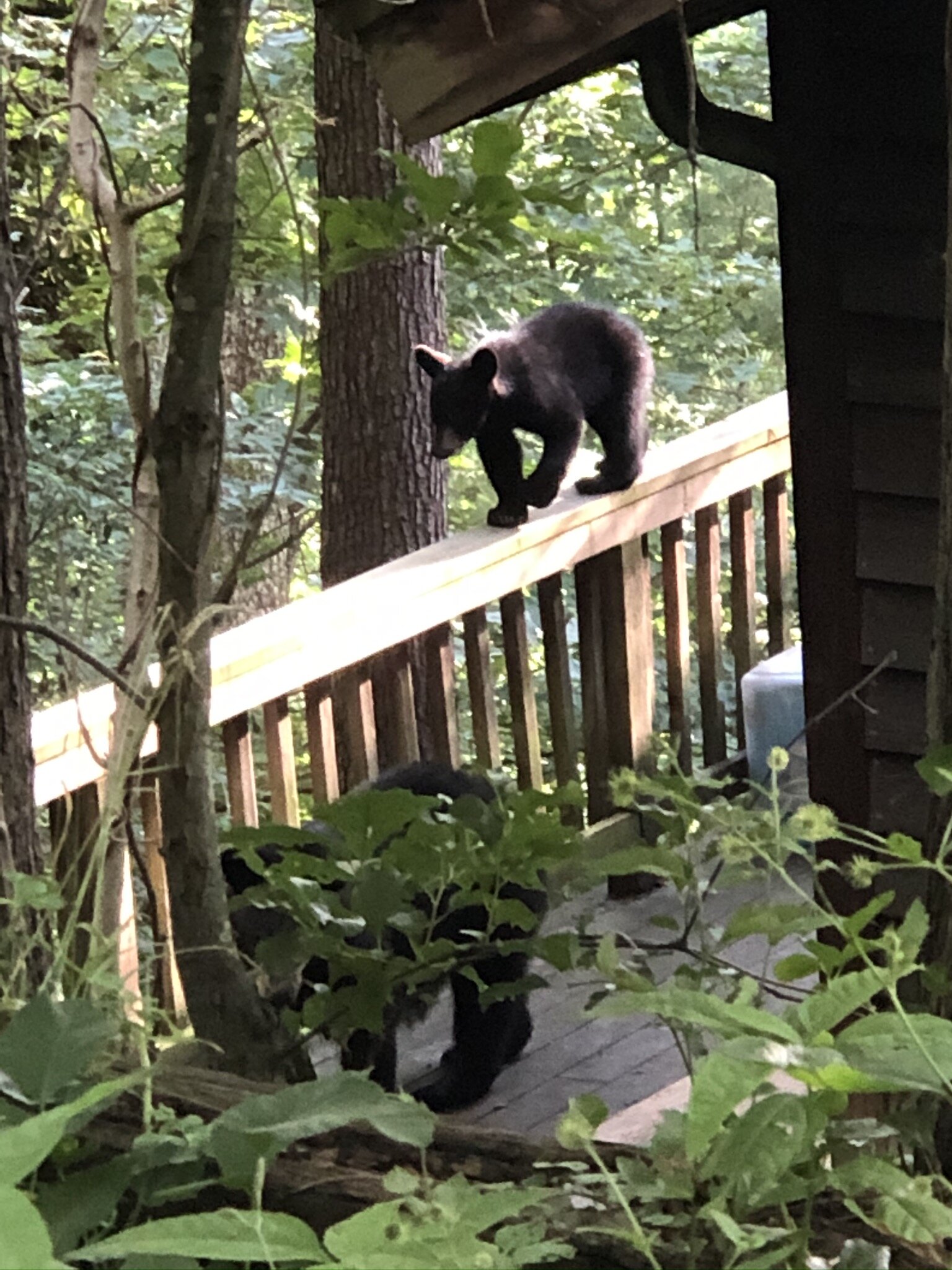 You know you're back in A-ville when you see bears again!