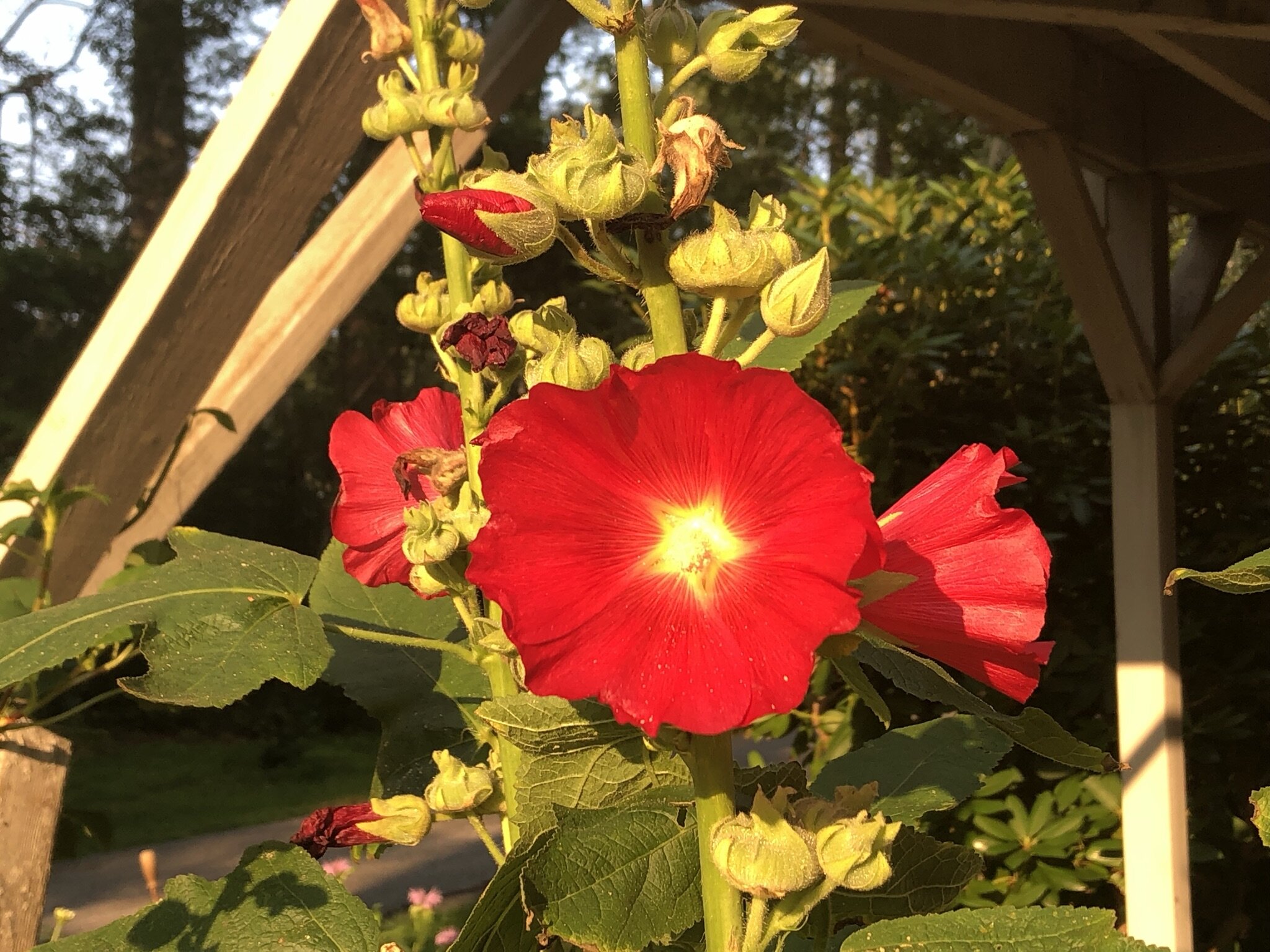IMG_1754.jpeg