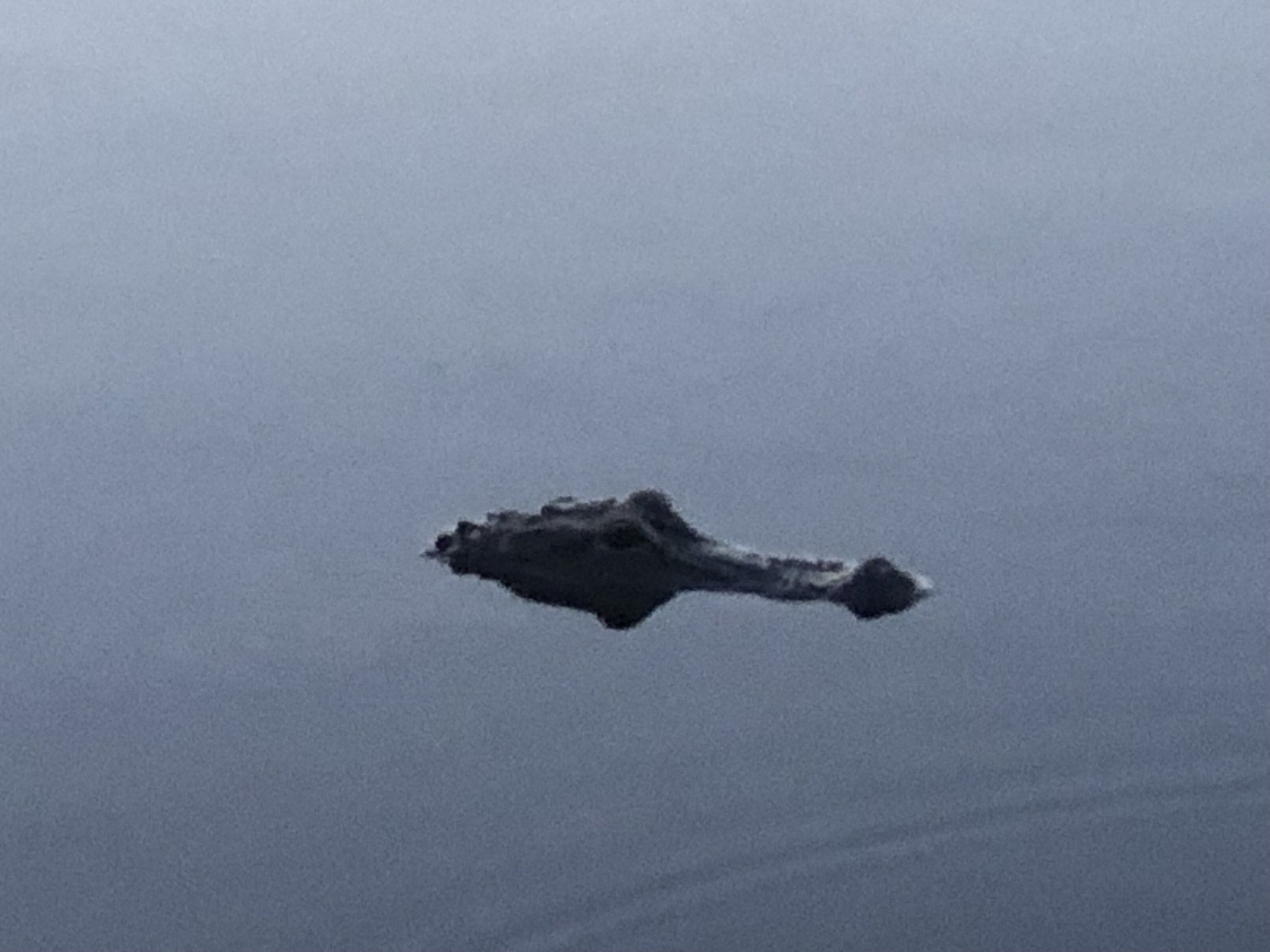 We see this gator every week
