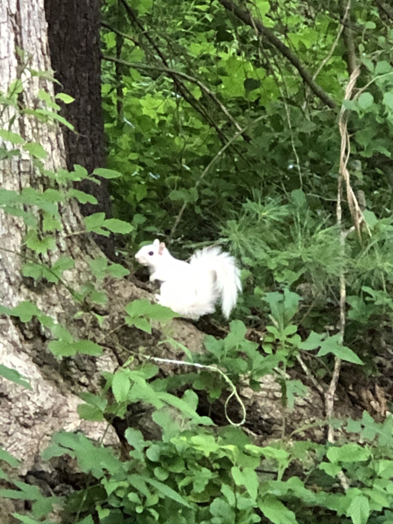 White squirrels!