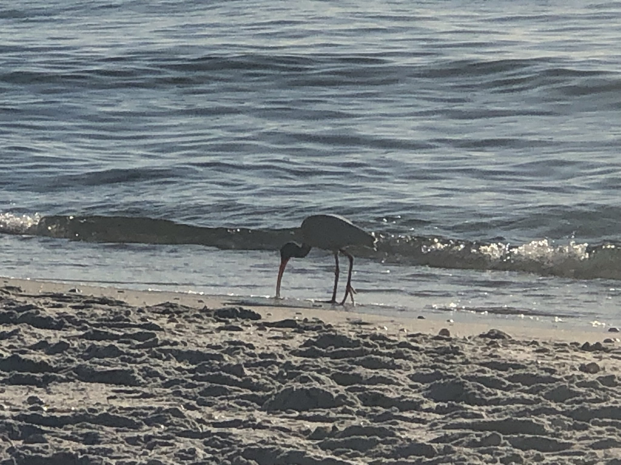 IMG_2967.jpeg