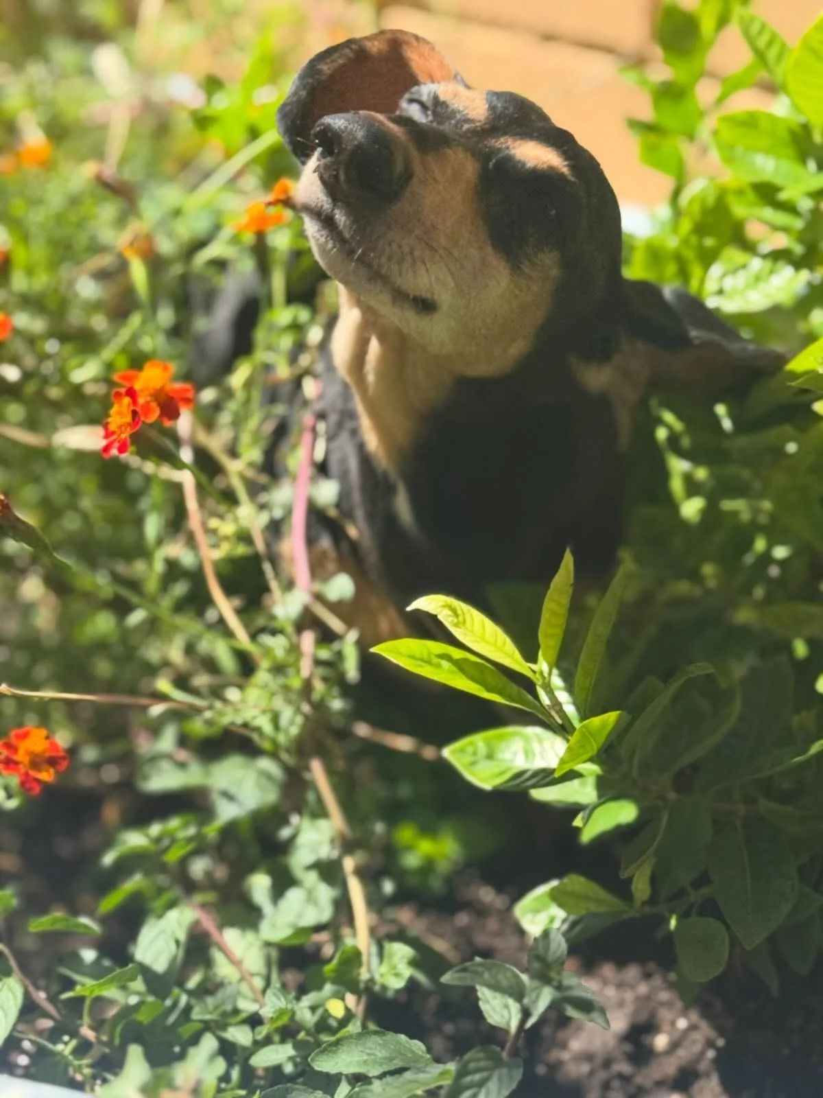 Bosworth is full ZEN in the garden 💕🌱🪻🪴

#weinerdogsofinstagram #weenteam #inmygardentoday #myotherson #purejoy